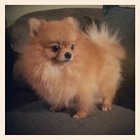 pomeranian breeder