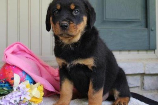 Gorgeous litter of quality Rottweiler Puppies for sale. KC