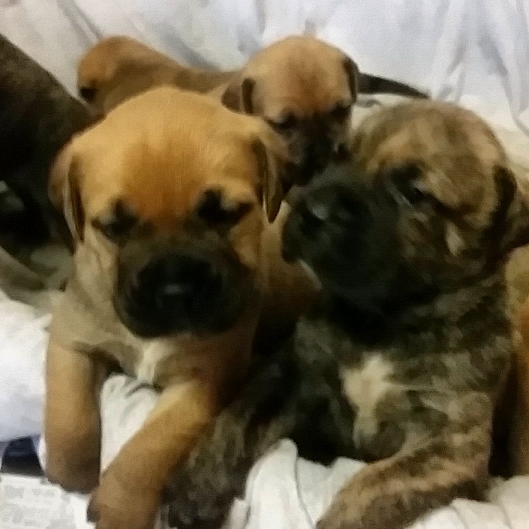 Home Trained Bullmastiff Puppies Available