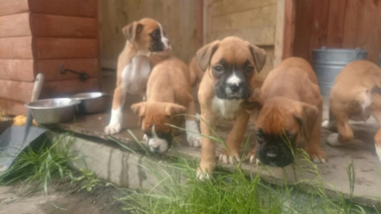 Gorgeous litter of quality Boxer Puppies for sale. KC