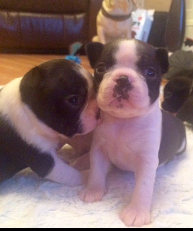 KC registered boston terrier puppies