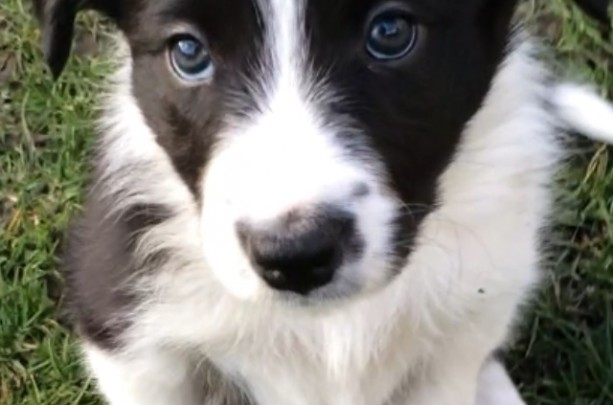 Border collie puppy