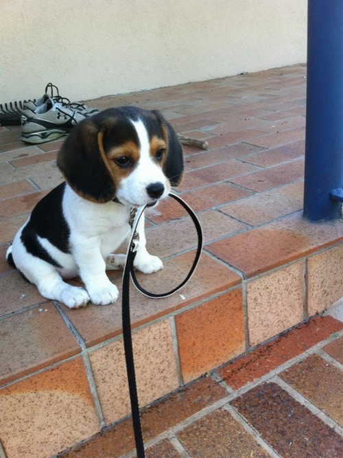 Beautiful Beagle Pups