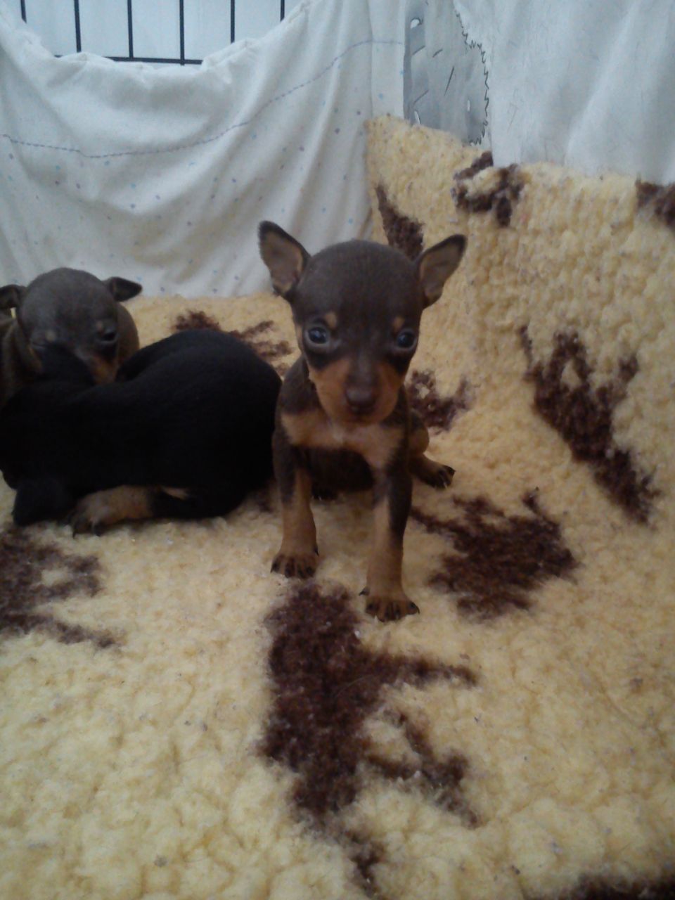 Miniature Pinscher Puppies