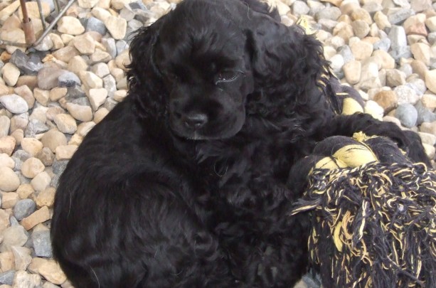 American Cocker Spaniel Puppies