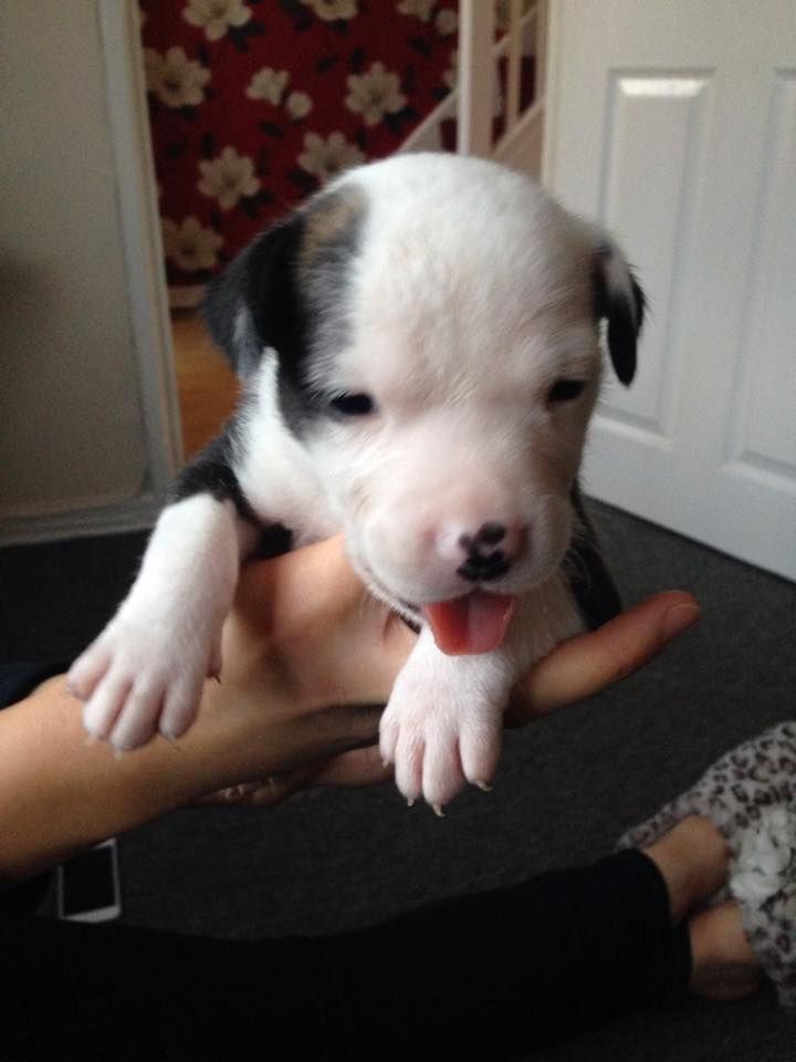 American bulldog puppies