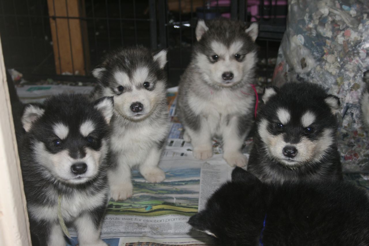 Alaskan malamute pups for sale
