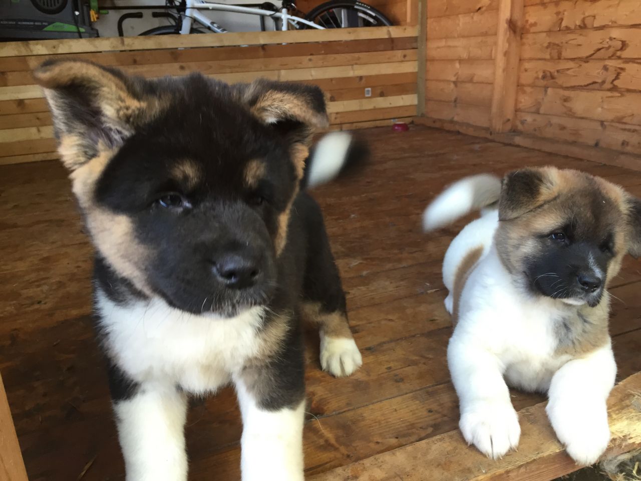 Gorgeous 3 Akita puppies