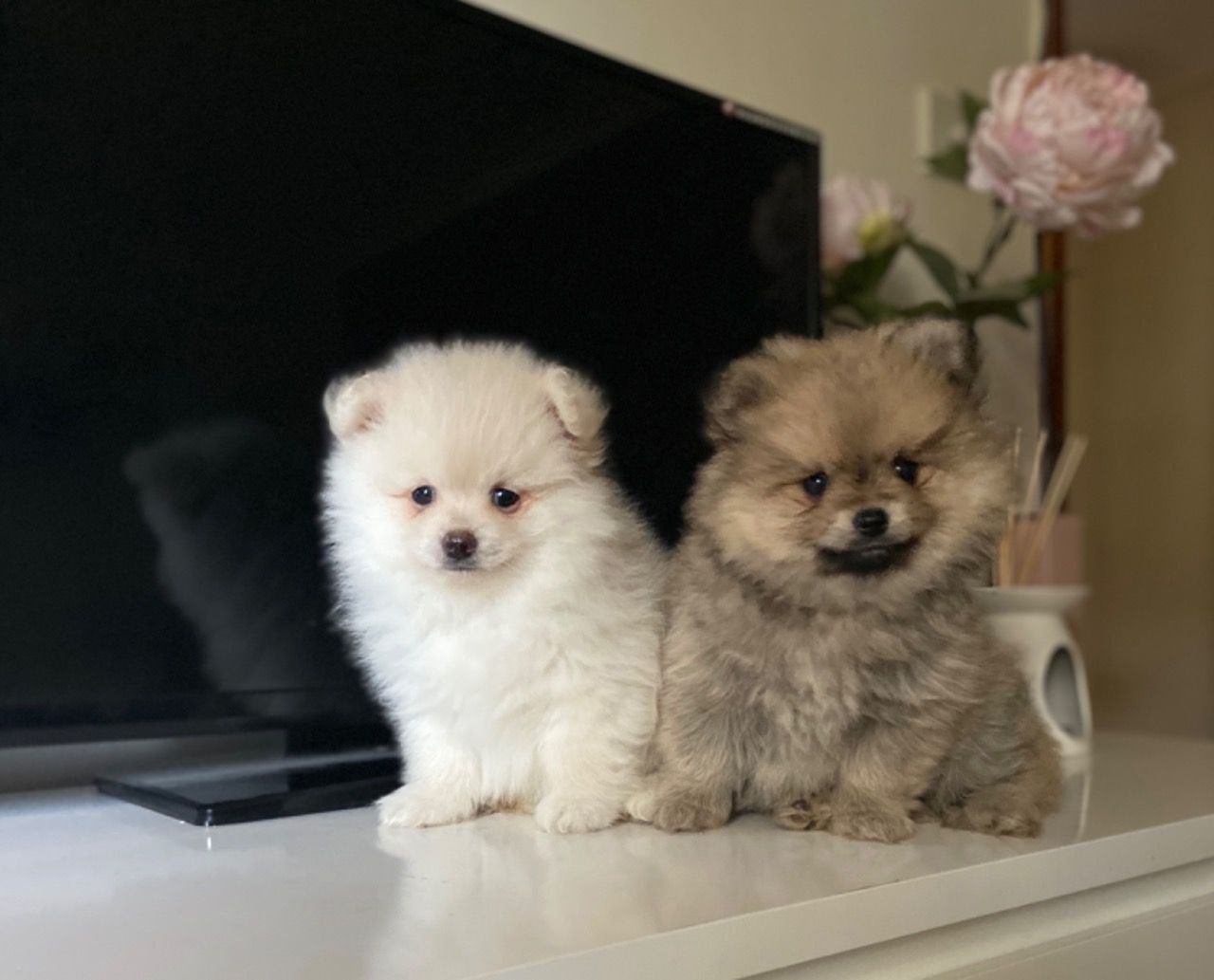 We have 4 beautiful puppies, they are kc registered. Puppies are well socialized. These pups have an Amazing structure, short and very compact All raised in our loving home surrounded by daily household chores