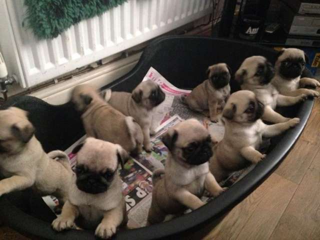 Beautiful pug puppies ready for new homes and ready for the christmas.