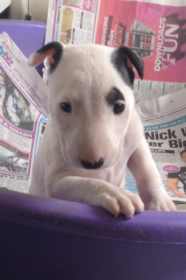 Champion Sired English Bull Terrier Pups 2 Left.