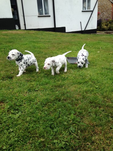 Beautiful Dalmatian Puppies