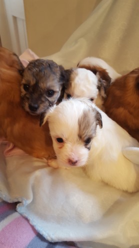  Coton De Tulear puppies ready 