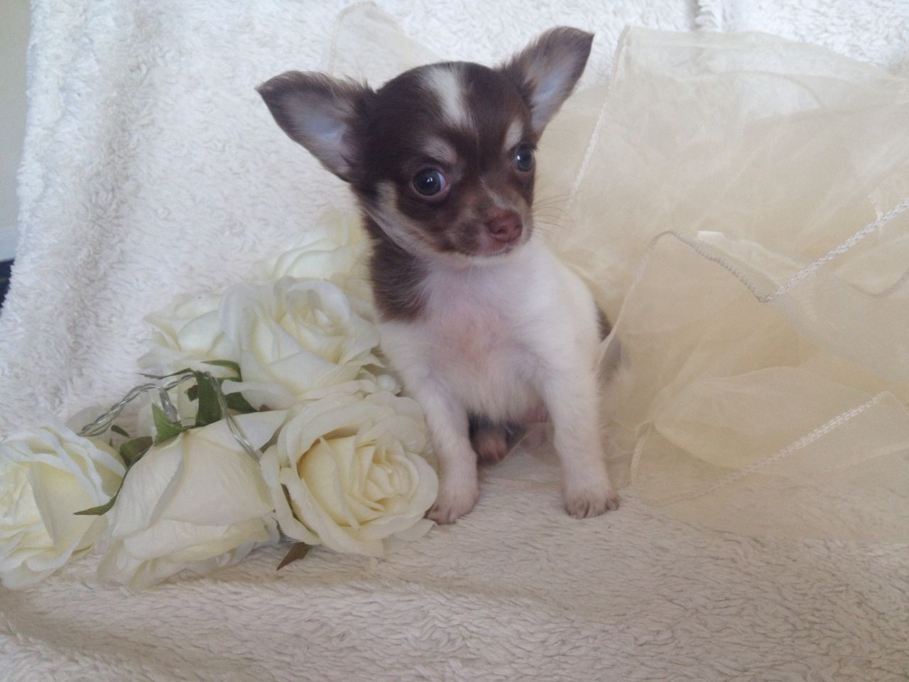 **tiny Pedigree Chocolate Chihuahua Boy**