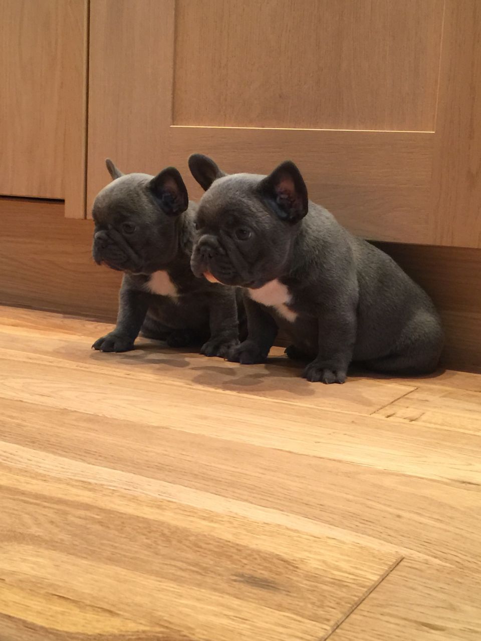 Donnajays Solid Blue Boy french bulldog 