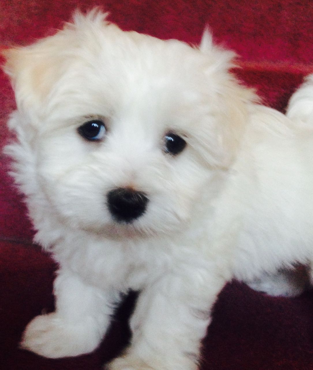 Kc Maltese Girl Puppy Last One