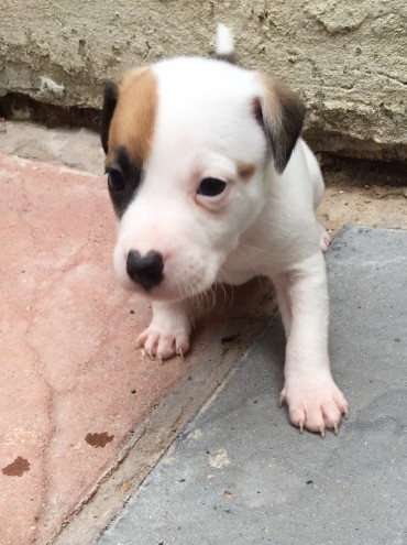 3 Jack Russell Dogs For Sale