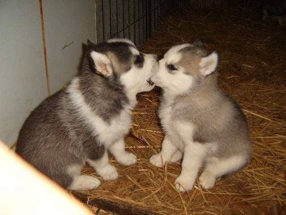 9 Week Old Male Pomsky Pups Blue Eyes