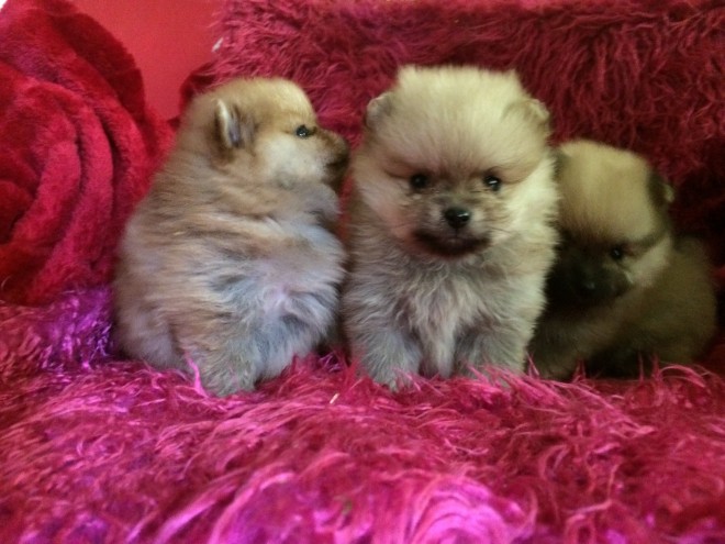 Pedigree Pomeranian Puppies