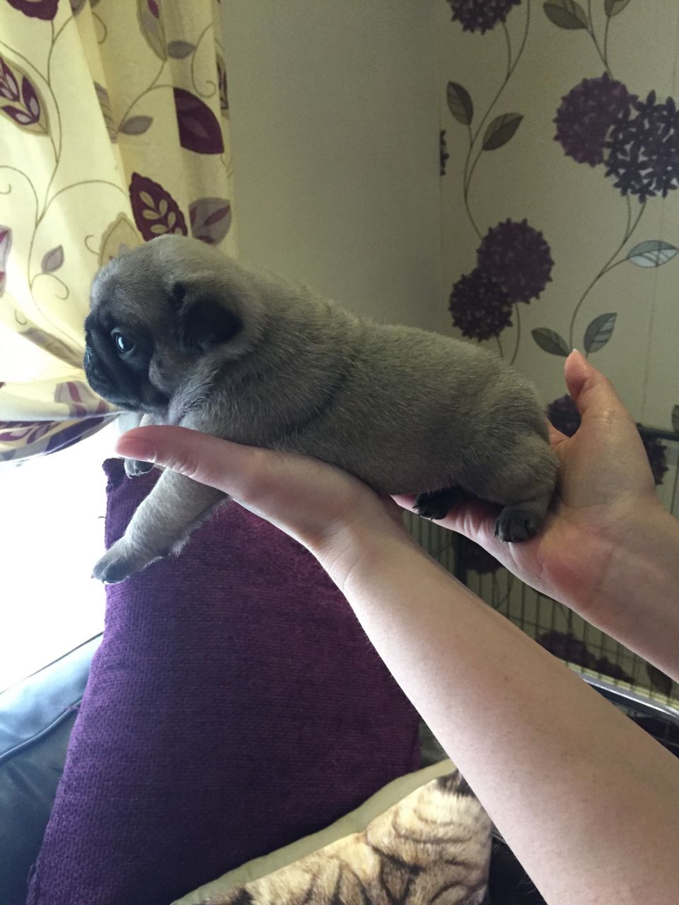 Stunning Litter Of 3 Fawn Pug Puppies Kc Reg