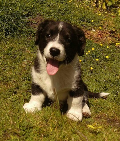 Welsh Cardigan Corgi Pups For Sale