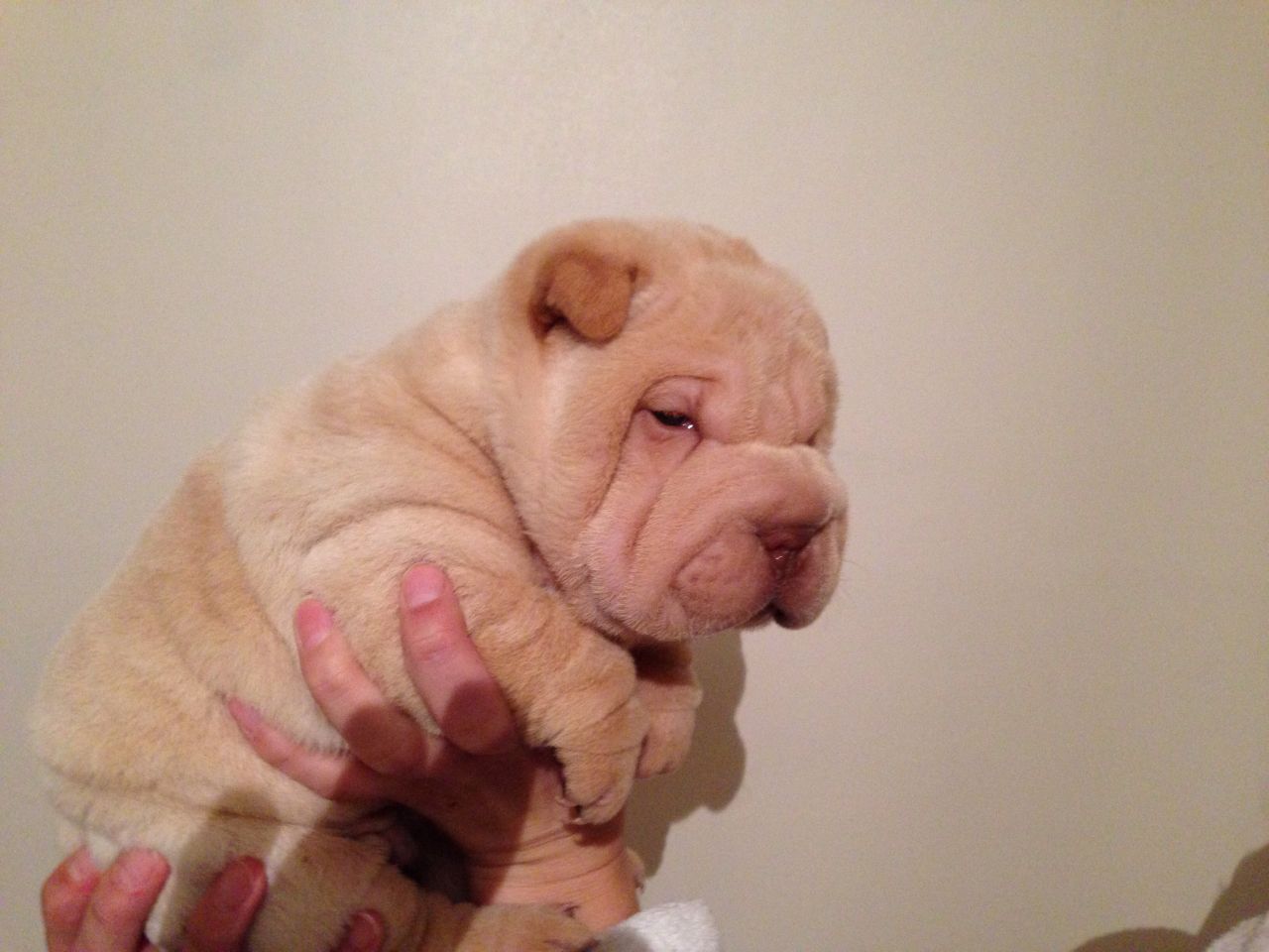 Chunky Shar Pei Puppies