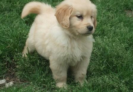 Quality Labrador Retriever Puppies.