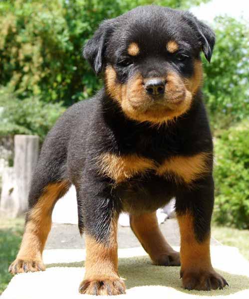 Rottweiler puppies for adoption.