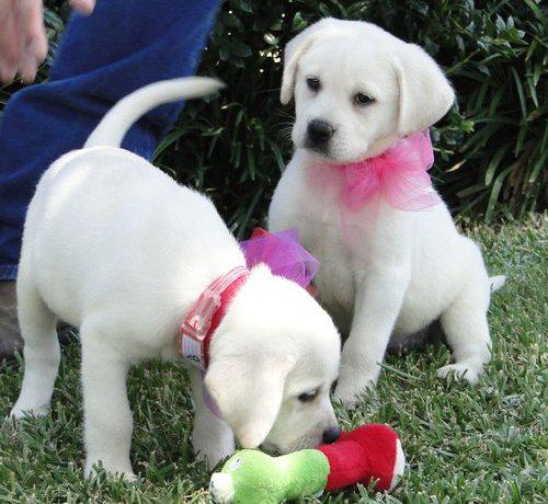 Gorgeous Golden Retriever Puppies.