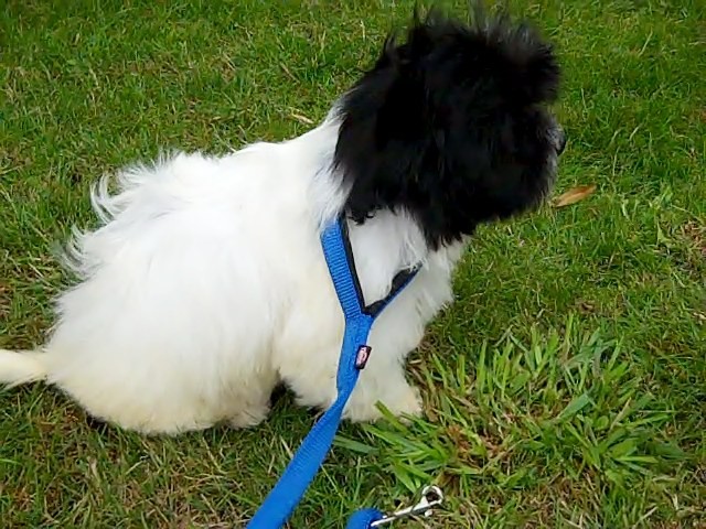 Stunning Litter Of Havanese pupp