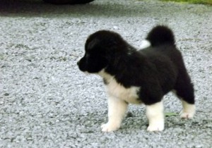 Akita Puppies Ready now