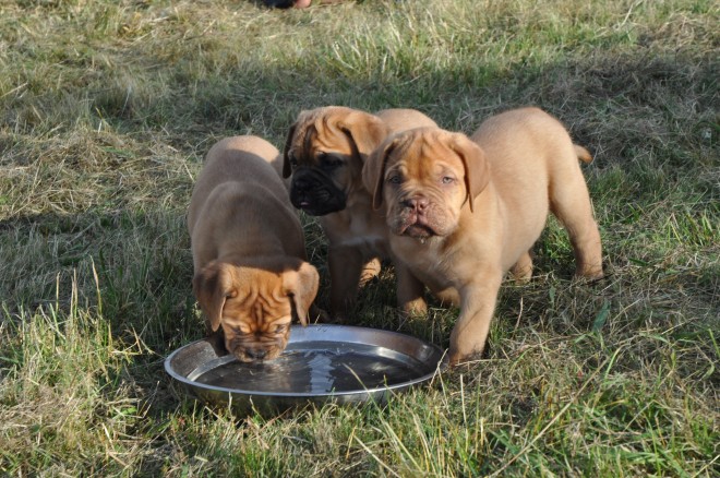 dogue De Bordeaux Puppies - Only 1 Available**