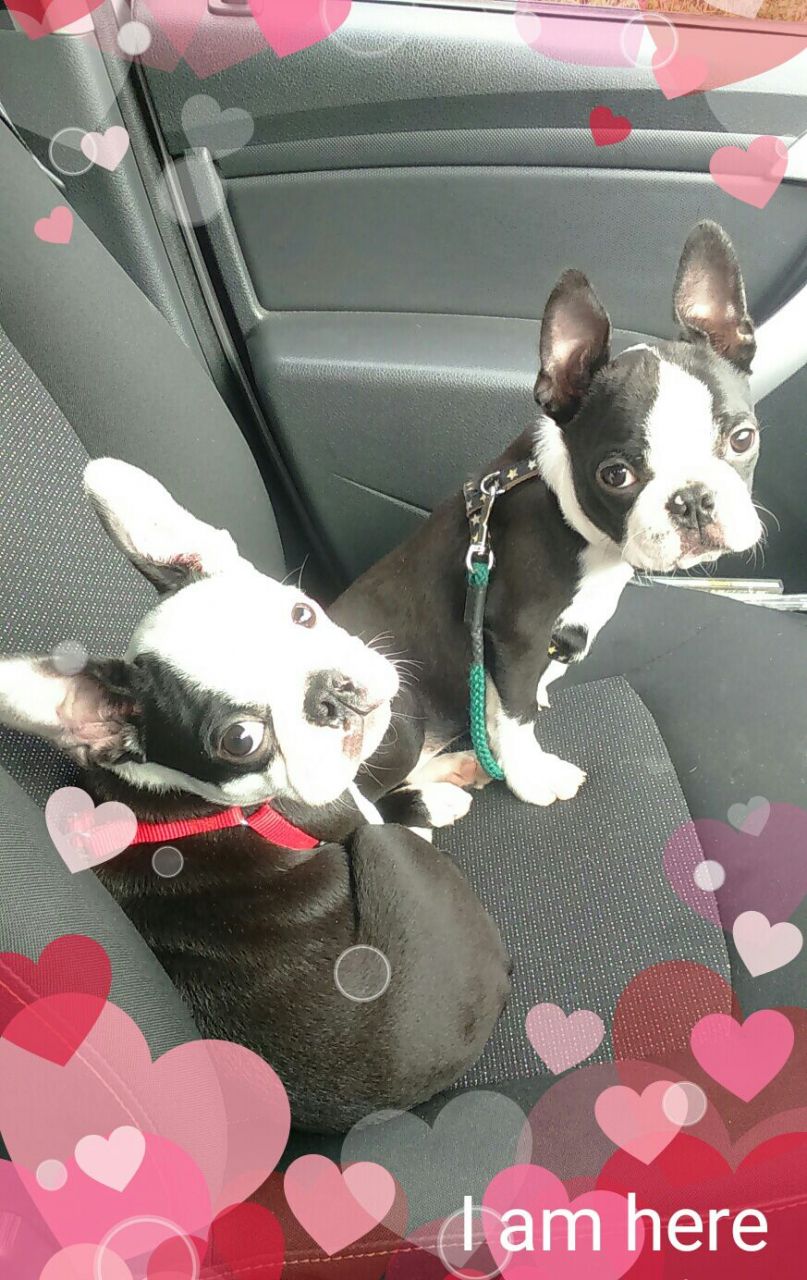 Cute Boston Terrier Puppies.