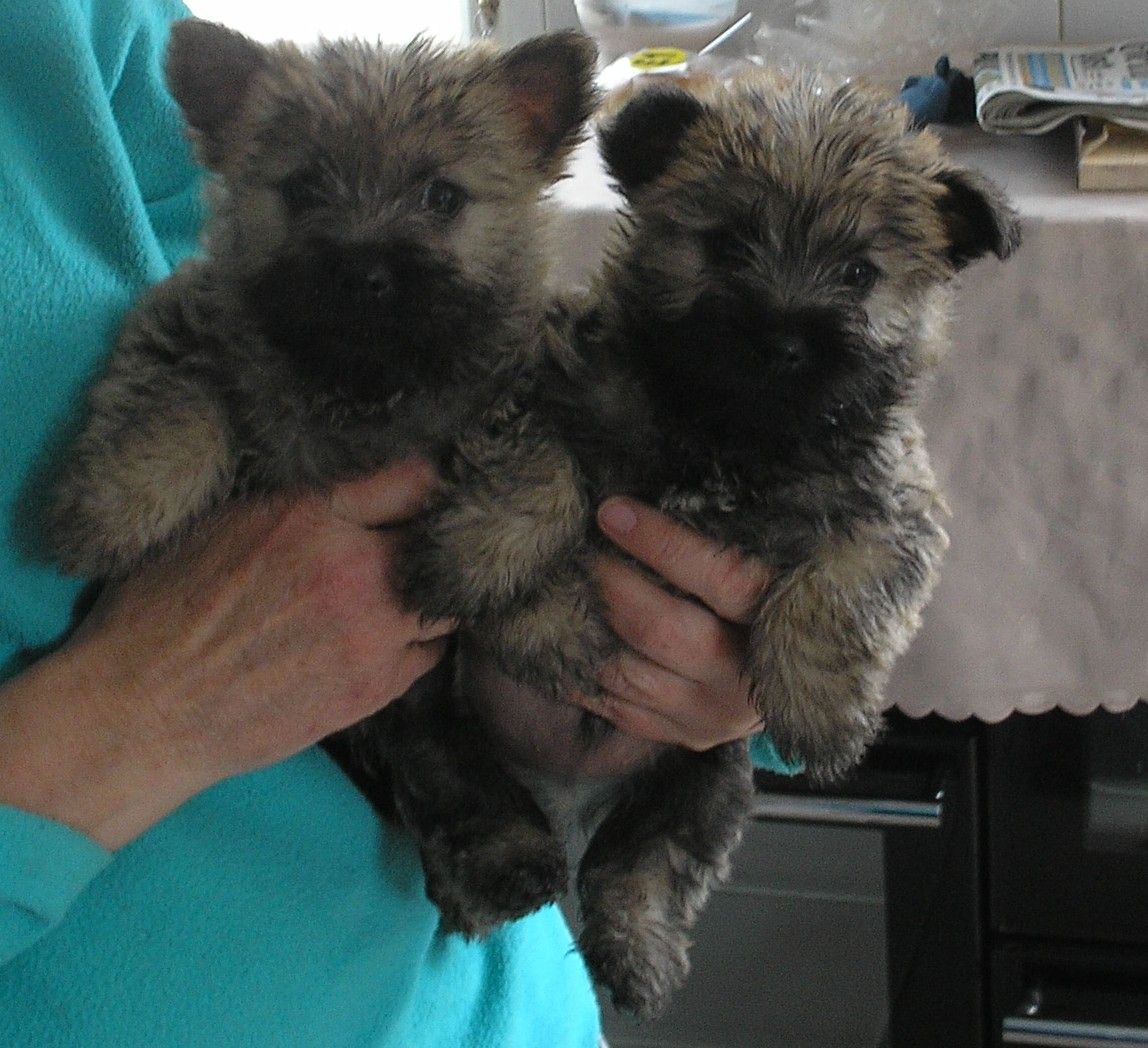 Cairn Terrier Pups K. C. Registered.