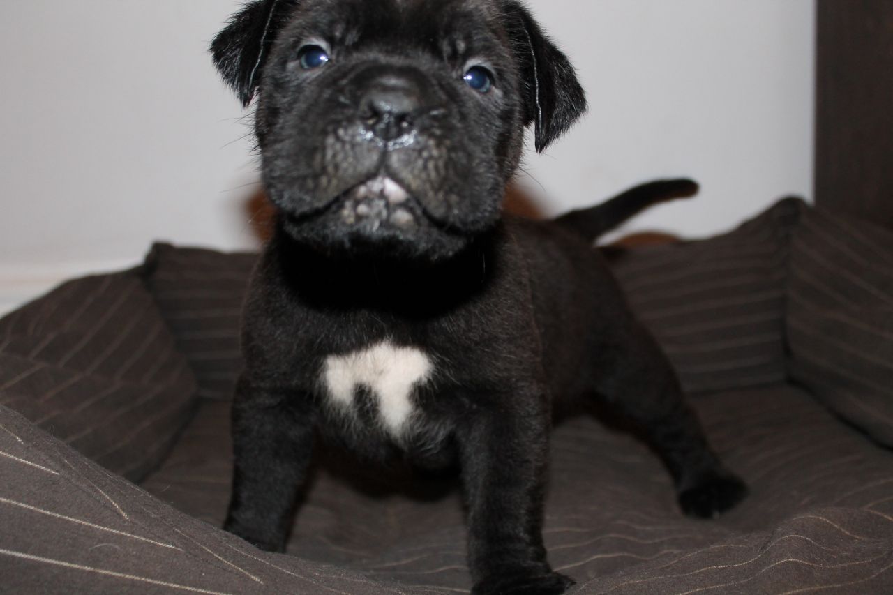 Adorable Cane Corso Puppies available.