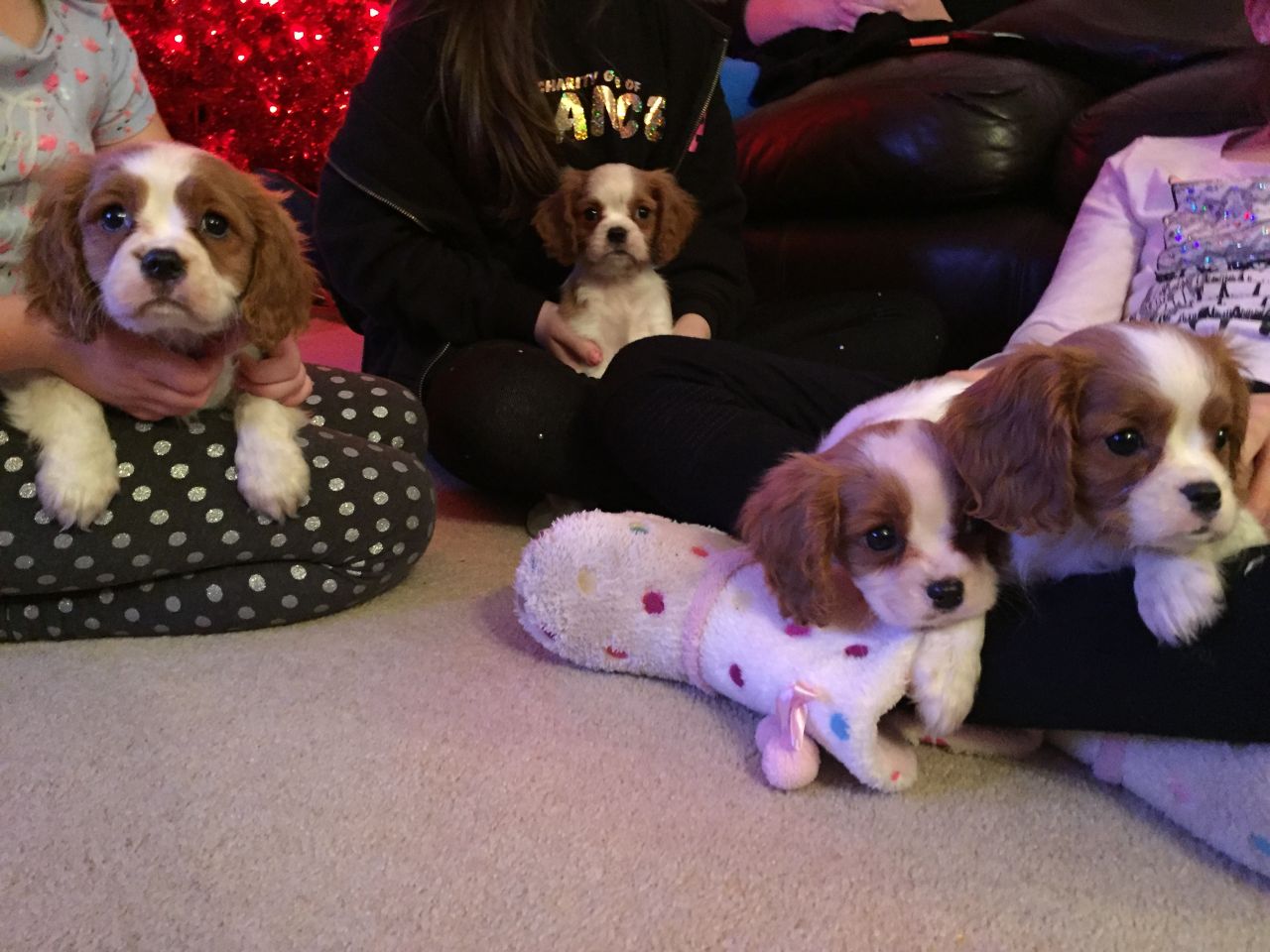 Gorgeous Cavalier King Charles Spaniel Puppies