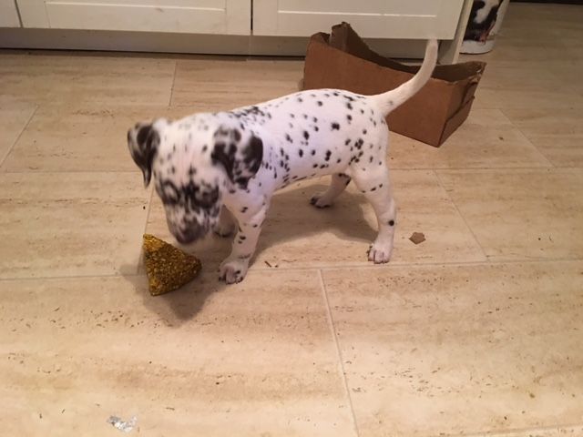 Male and female beautiful Dalmatian Puppies