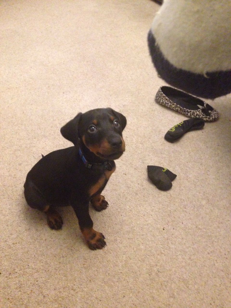 Male and female beautiful Doberman Puppies