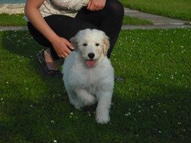 Cute Golden Retriever Puppies