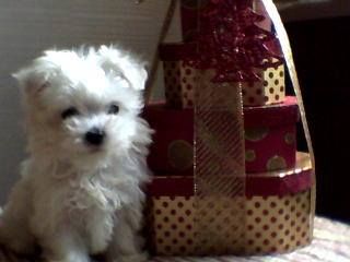 Beautiful Maltese Puppies For Sale 