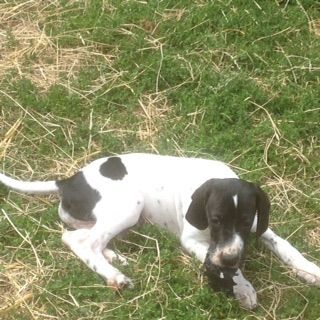 English Pointer Pups Kc Registered