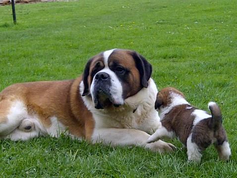 Pedigree St Bernard Puppies For Sale