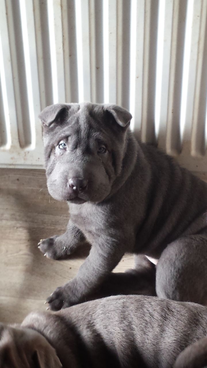 Shar Pei Puppies For Sale