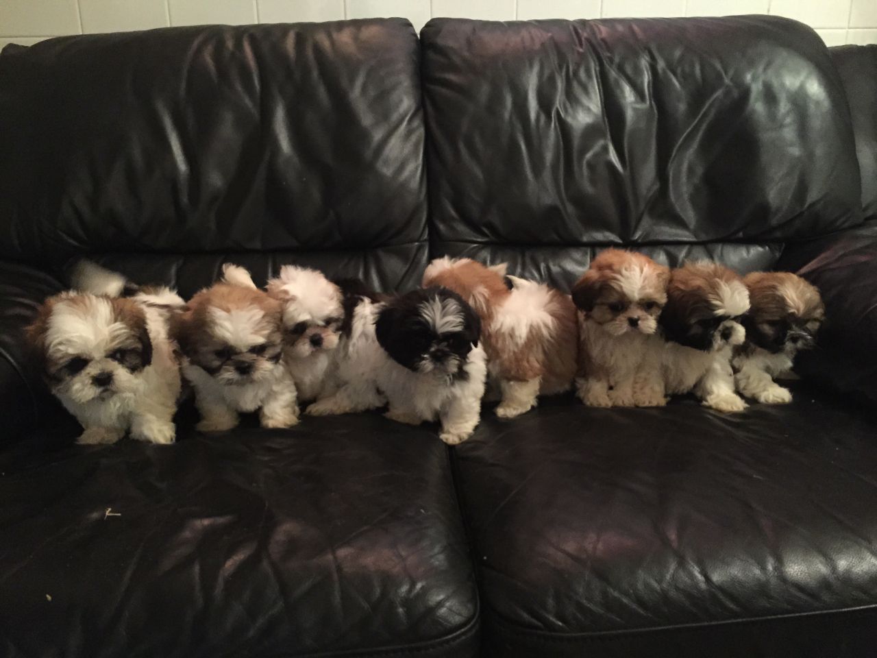 Pedigree Shih Tzu Puppiea For Sale