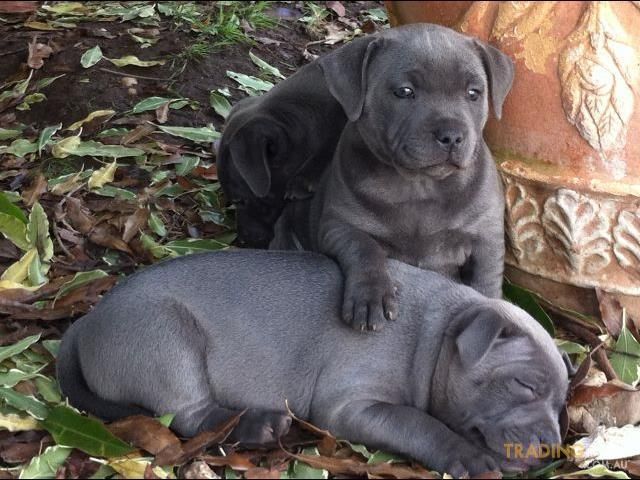 Staffordshire Bull Terrier For Sale