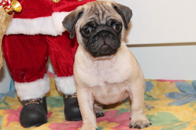 Cachorros Pug Pedigree disponibles para x-mas