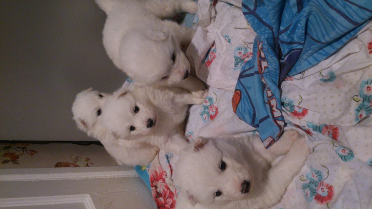 Samoyedo cachorros (2 Boys 2 Chicas