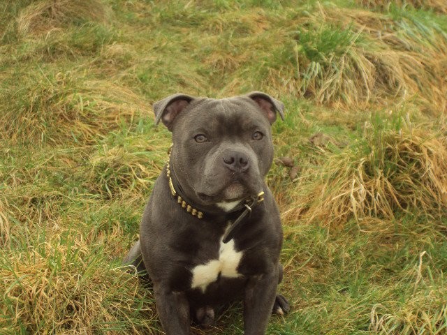 Completo Pedigree Azul Staffordshire Bull Terrier