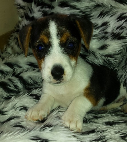 Jack Russell cachorros