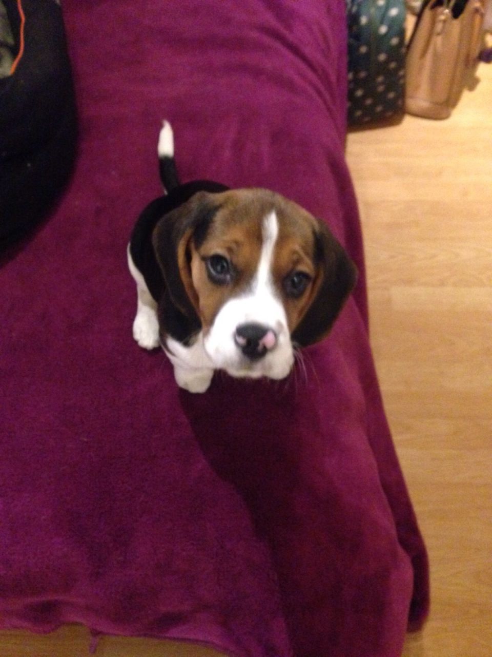 Female Beagle Puppy Derbyshire